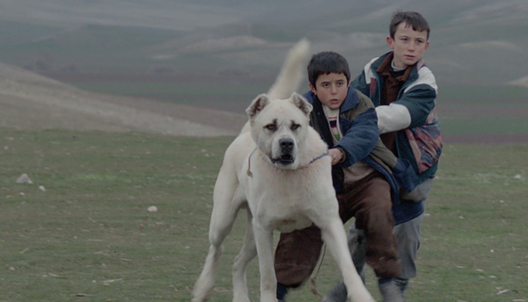 sivas mujdeci still