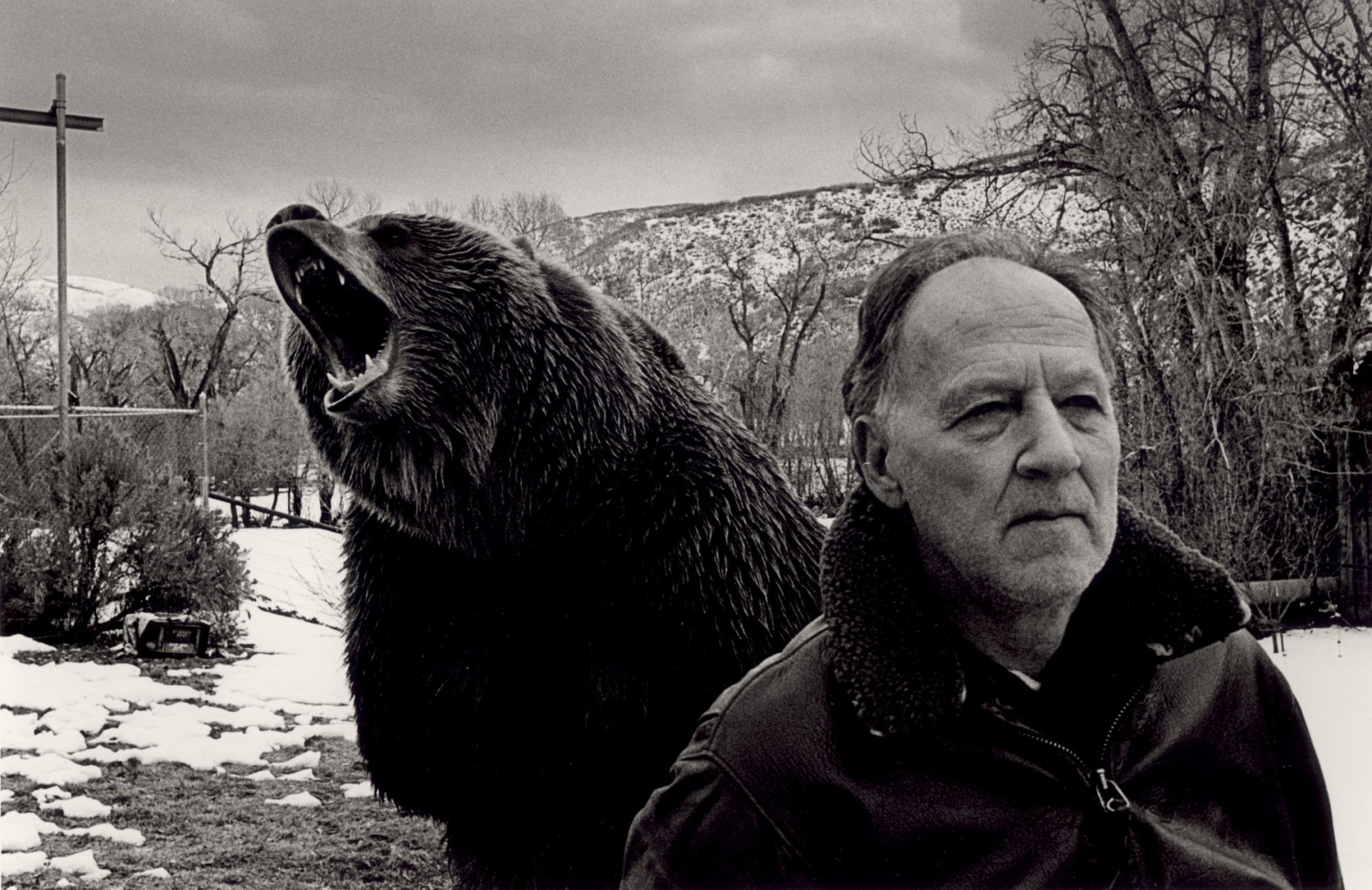 herzog grizzly